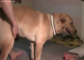 Submissive dog endures a massive throbbing cock of a horny pervert