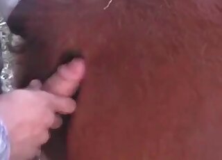 Perverted dude comes from behind and fucks a horse without hesitation