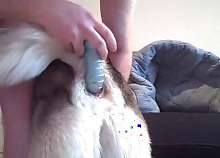 Zoo porn addicted dude toys his female dog with a big dildo toy