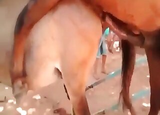 Stallion gets his cock teased by dirty-minded perverts in a hot scene