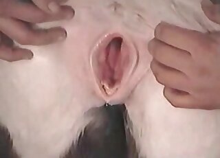 Nasty dude stretches pussy of a horse and teases it insanely