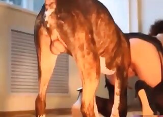Mature lady in stockings fucks a dog in a homemade bestiality XXX vid