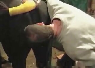 Zoophile cunnilingus experience with a hot pussy licker and mare