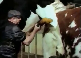 Fetishistic farmer cannot wait to give this animal a gay handjob