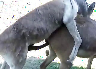 Donkey fucks a sexy animal that wants to cum with that cock inside