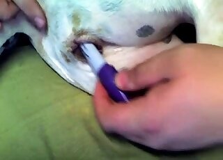 Dude cannot stop fingering that small animal pussy in a kinky video