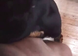 Closeup fucking scene showing a black dog and a human cock in HD