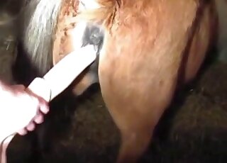 Dude fisting mare pussy in the dark on a farm and using toys