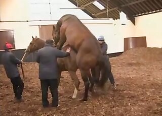 Cow porn mov showing sexy animals flaunting their hot bodies