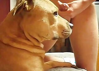 Sexy beast watches this guy masturbate in front of its pretty face
