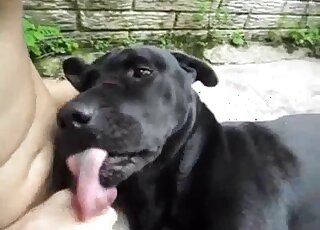 Slightly pudgy dude fucks his black dog orally to make it orgasm