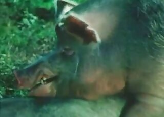 Educational animal sex video spotlighting pig corkscrew cocks