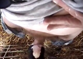 Dude's hairy cock is being pleasured orally by a very horny cow