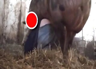 Awesome hidden cam video with a zoophile that fucks a sexy pig